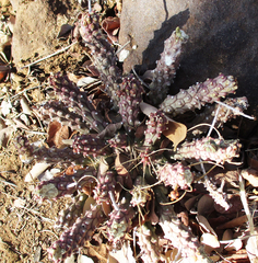 Anthacanthae