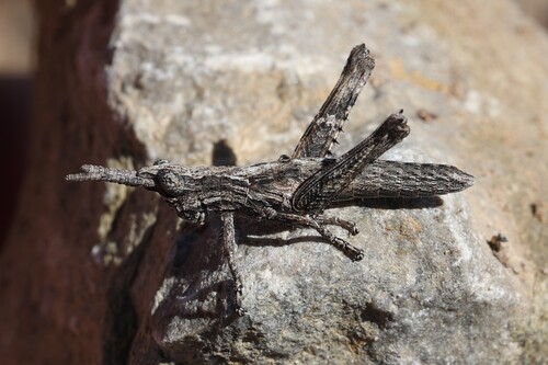 Clematodes larreae