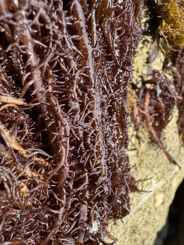 Cumagloia andersonii, 2026-08-12