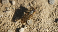 Dorycera graminum