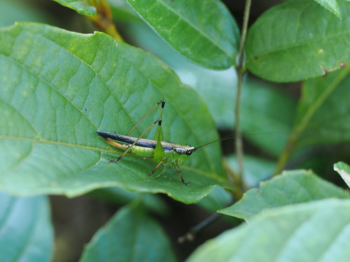 Black-kneed Meadow Katydid