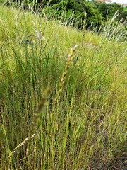 Melica californica