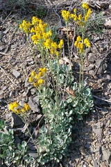 Packera antennariifolia