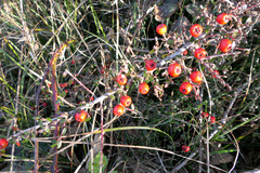 Cotoneaster microphyllus