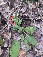 Pulmonaria rubra