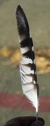 Red-shouldered Hawk observed by ouzel