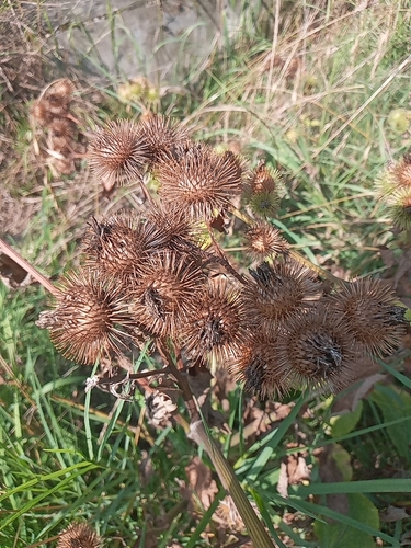 greater burdock