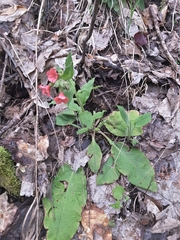 Pulmonaria rubra