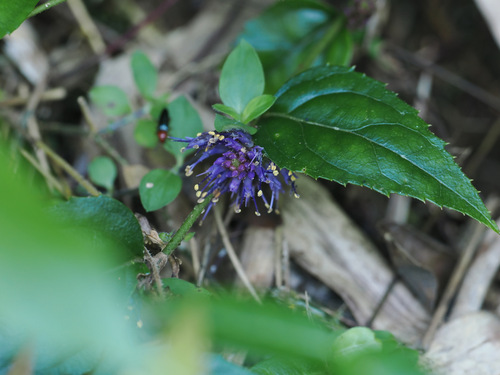 Veronicastrum villosulum