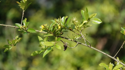 Hugonia observed 2026-08-12