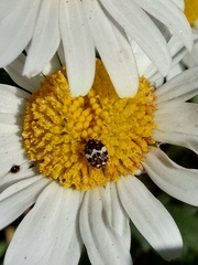 Anthrenus angustefasciatus