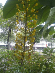 Lophanthera lactescens