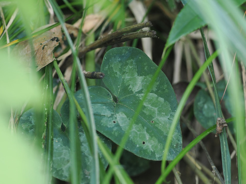 Asarum ichangense