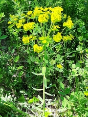 Euphorbia esula