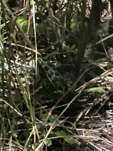 Northern Leopard Frog observed by r1916