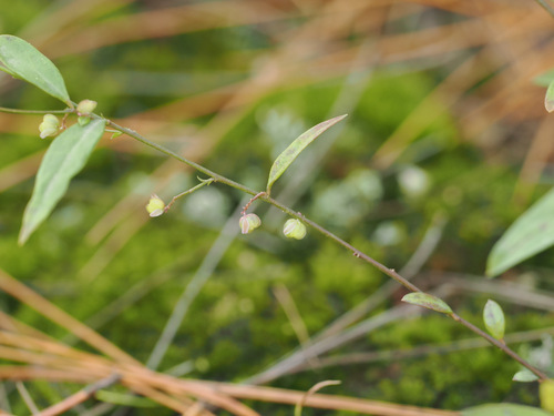 Polygala japonica