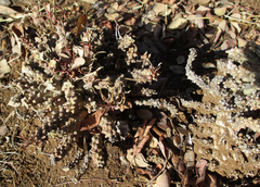 Anthacanthae