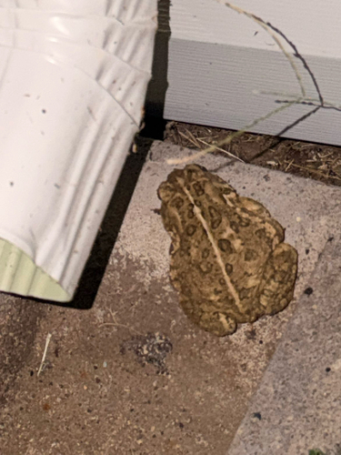 Woodhouse's Toad observed by freshcoconut