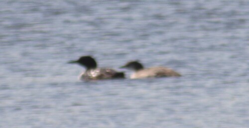 Common Loon