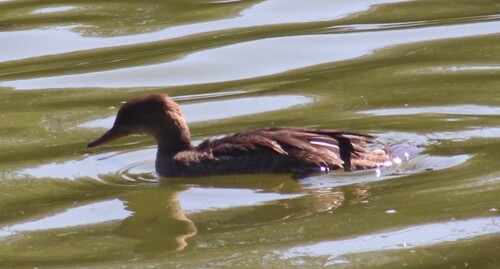 Hooded Merganser