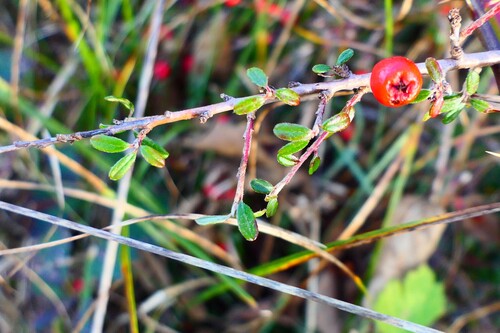 Cotoneaster microphyllus, photograph 2