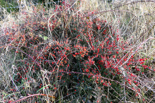 Cotoneaster microphyllus, photograph 1