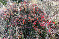 Cotoneaster microphyllus, photograph (c) derek_onley, some rights reserved (CC BY)