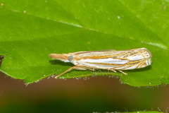 Crambus saltuellus