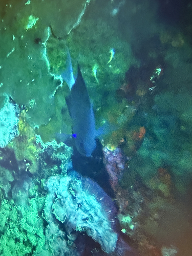 Chromis caudalis observed 2026-05-12