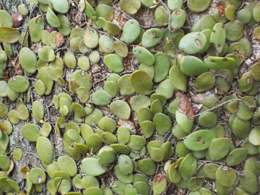Pyrrosia piloselloides