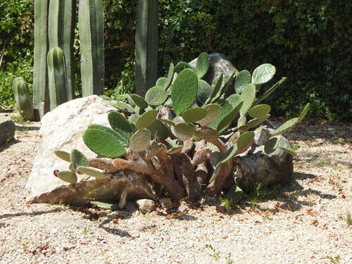 Decumbent Prickly Pear (Opuntia decumbens)