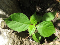 Achyranthes japonica