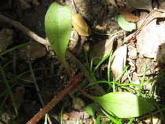 Achyranthes japonica