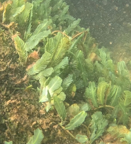 Caulerpa sertularioides observed 2026-08-12