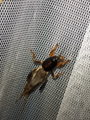 Gryllotalpa pluvialis