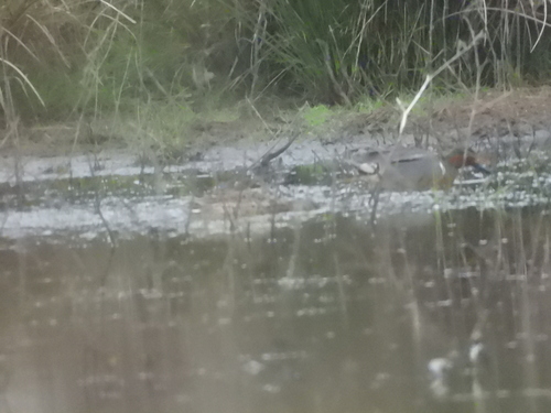 iNaturalist image