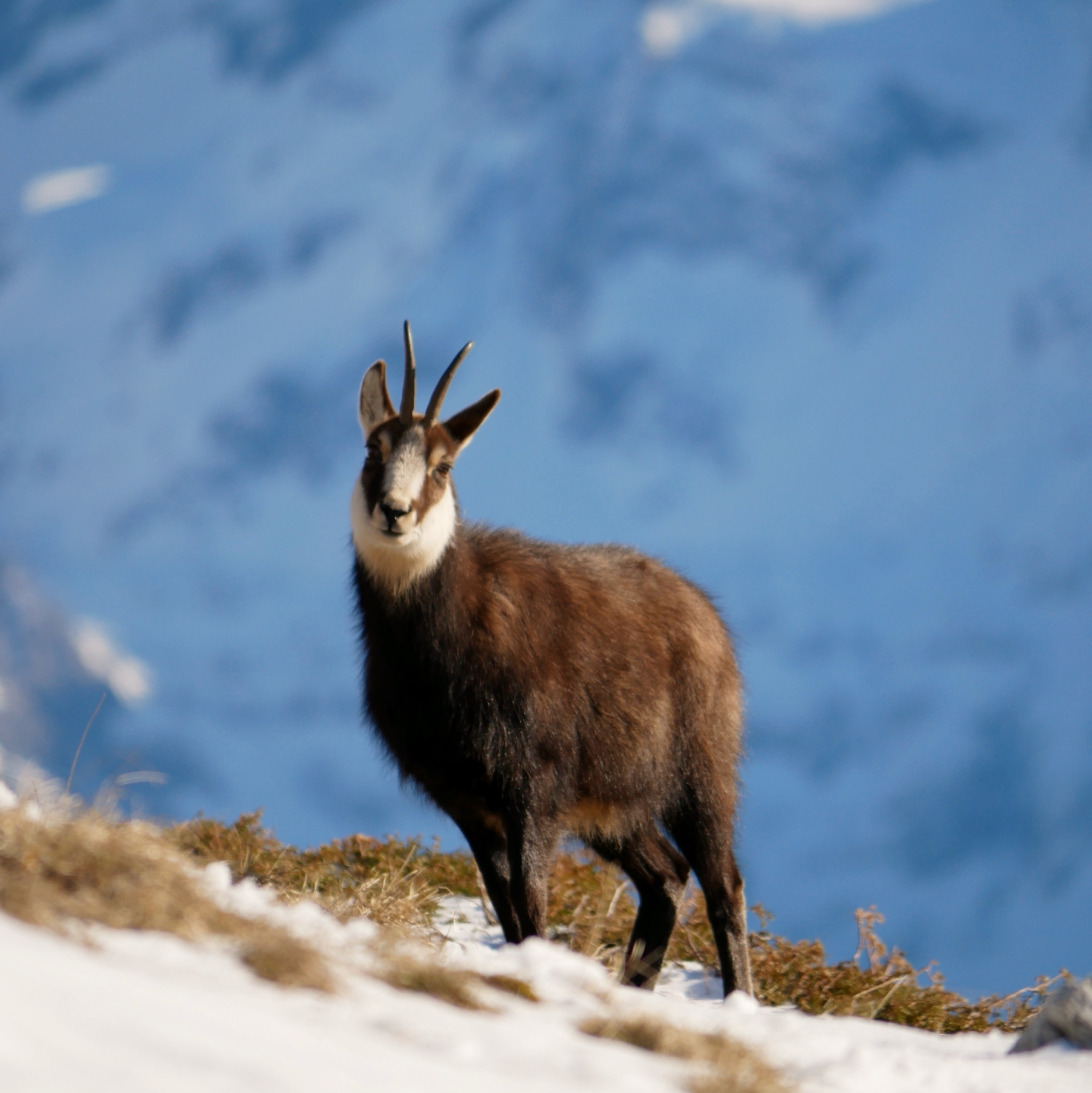 Northern Chamois (Rupicapra rupicapra) · iNaturalist