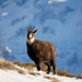 Chartreuse Chamois - Photo (c) louloncke, some rights reserved (CC BY-NC), uploaded by louloncke