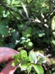 Berberis vulgaris