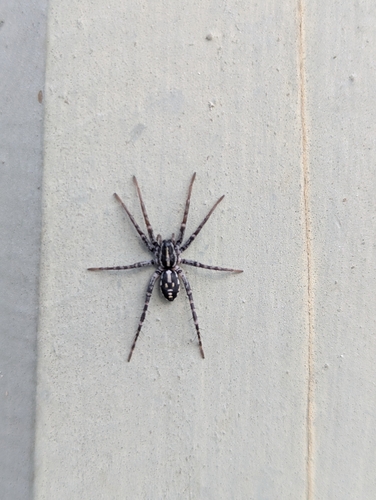 Spotted Ground Swift Spider