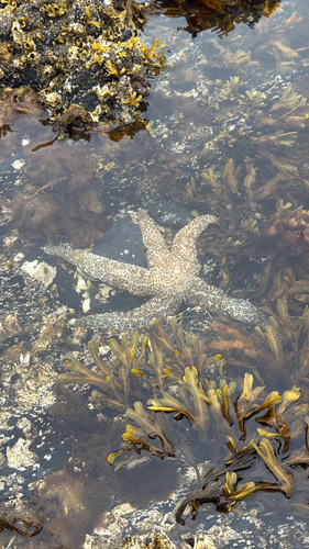 Mottled Star