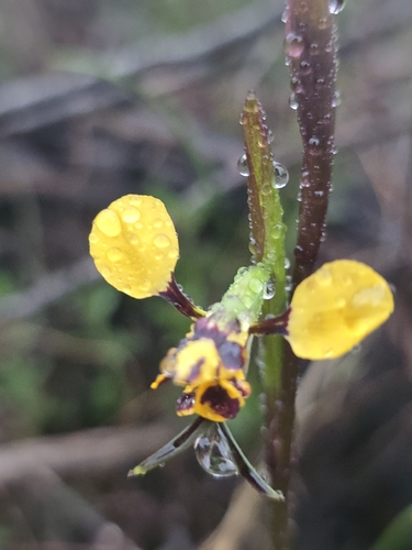 Leopard Orchid