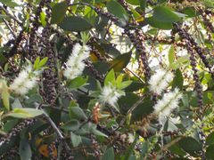 Melaleuca cajuputi