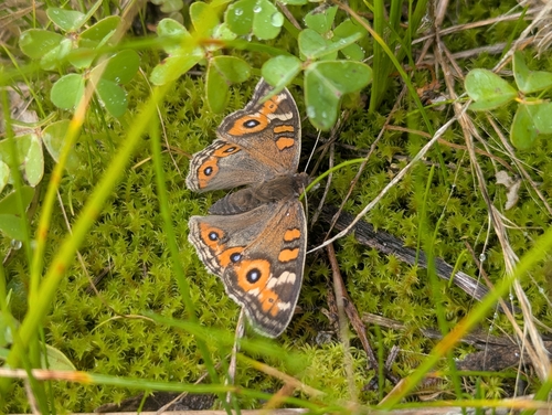 Meadow Argus