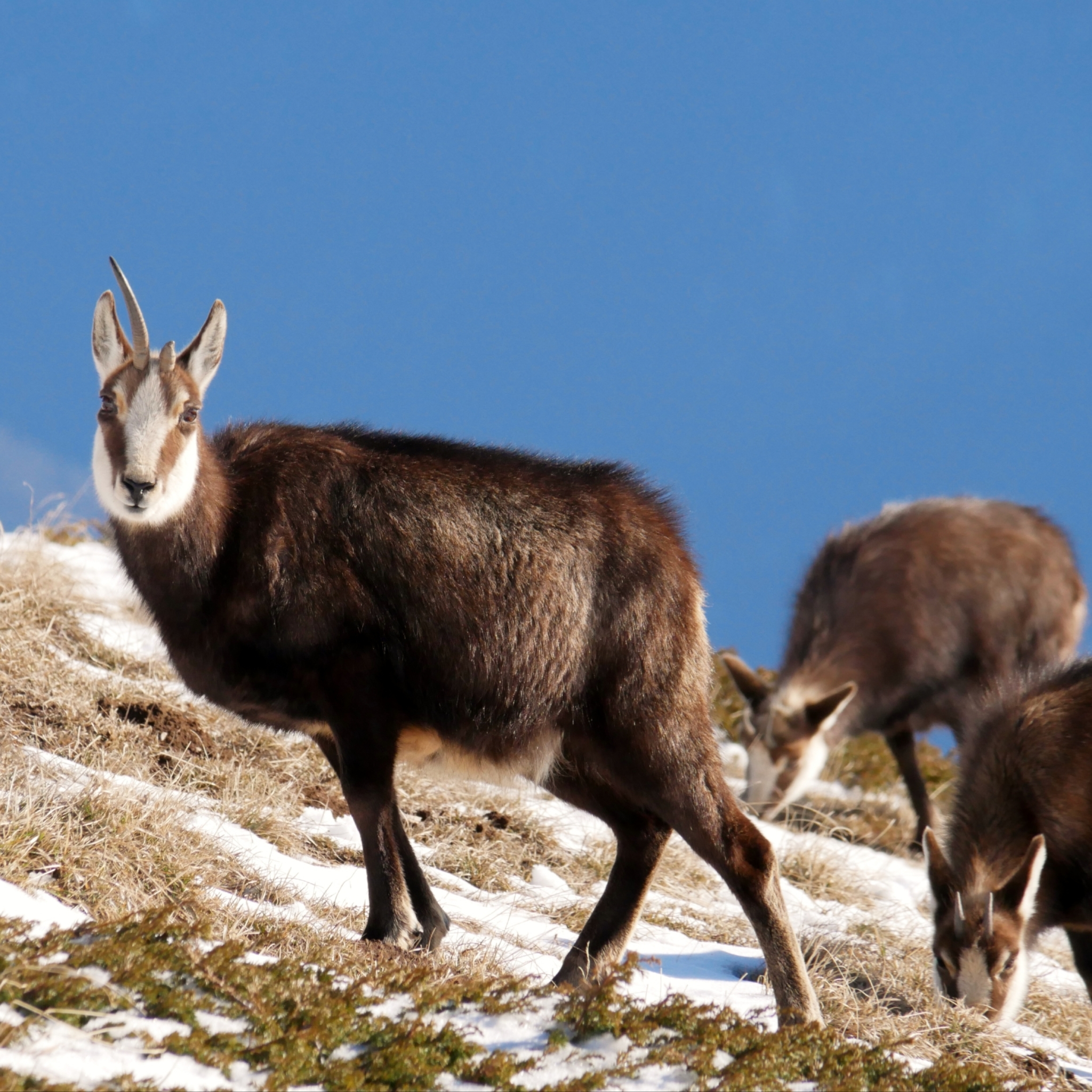 Northern Chamois (Rupicapra rupicapra) · iNaturalist