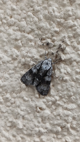 Alder Moth