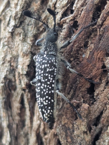 Rhipicera reichei