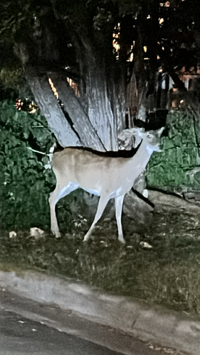 White-tailed Deer observed by thornwyld