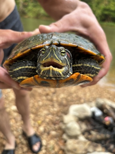 Red-eared Slider observed by horsey-surprise