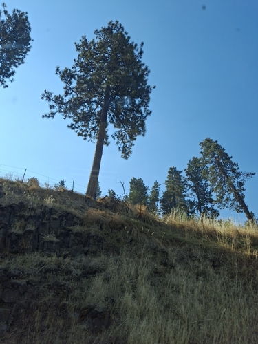 North Plateau Ponderosa Pine